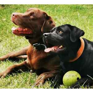 Labradore Benny und Jacky